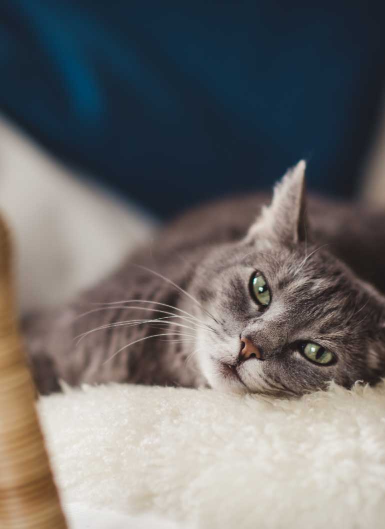 cat-laying-on-chair