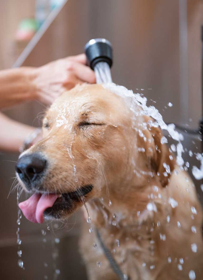 dog-getting-bathed