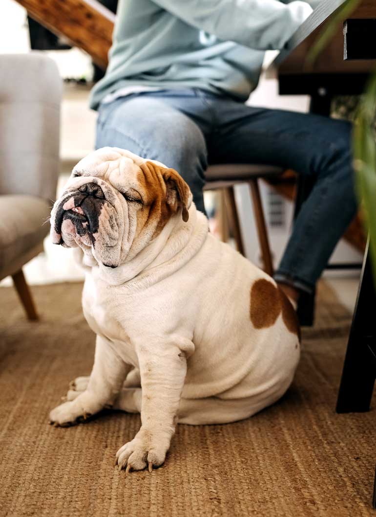 english-bulldog-by-table